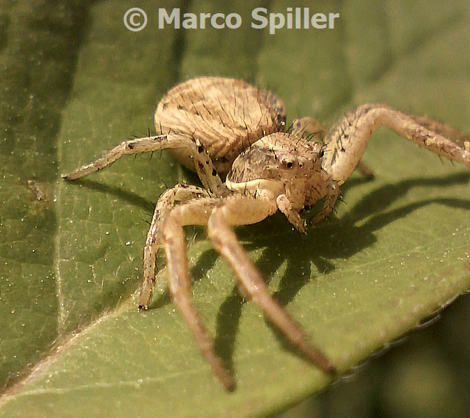 Xysticus sp. - Milano (MI)